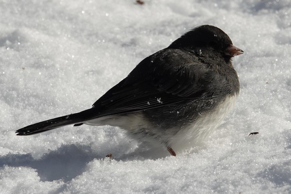 Junco Ojioscuro - ML646929152