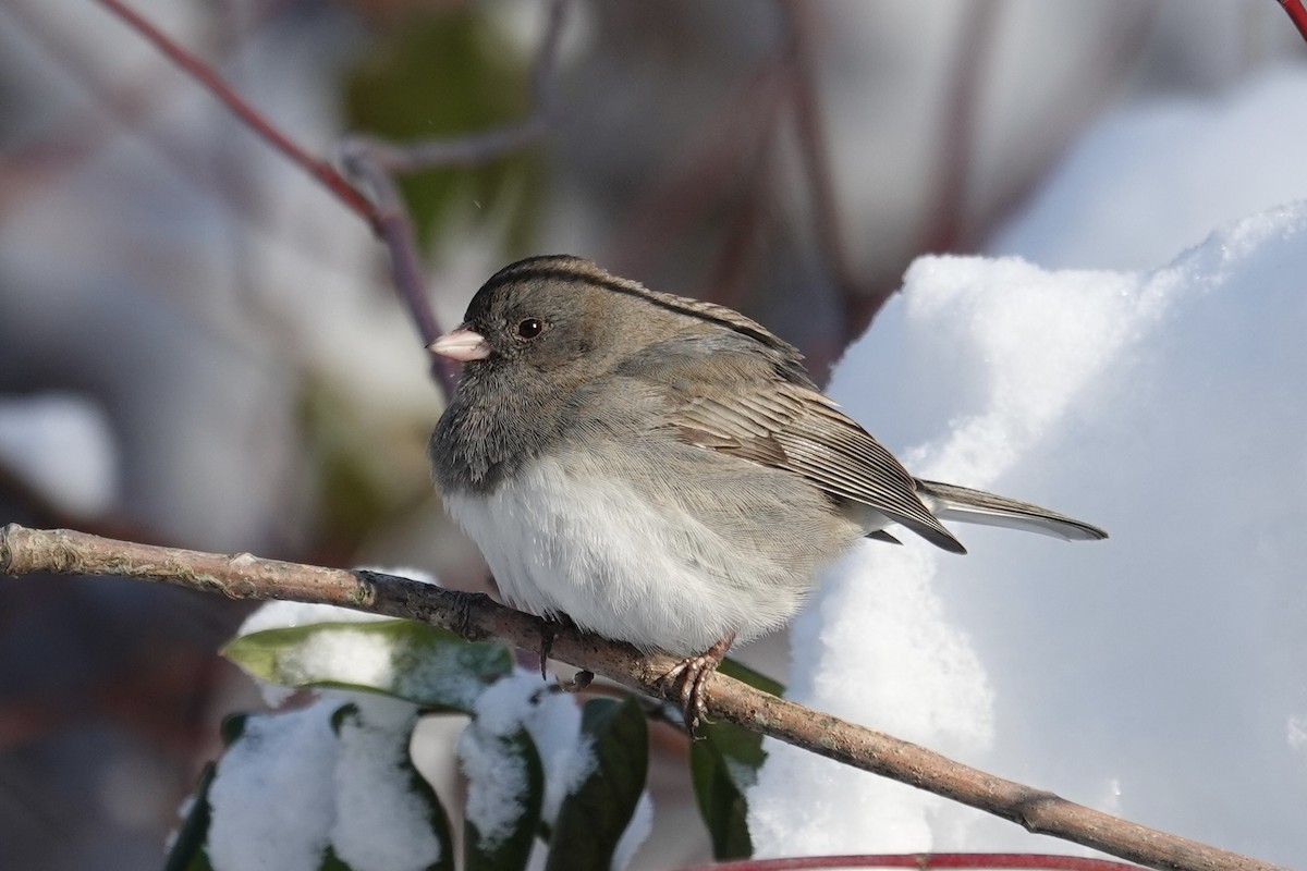 Junco Ojioscuro - ML646929153