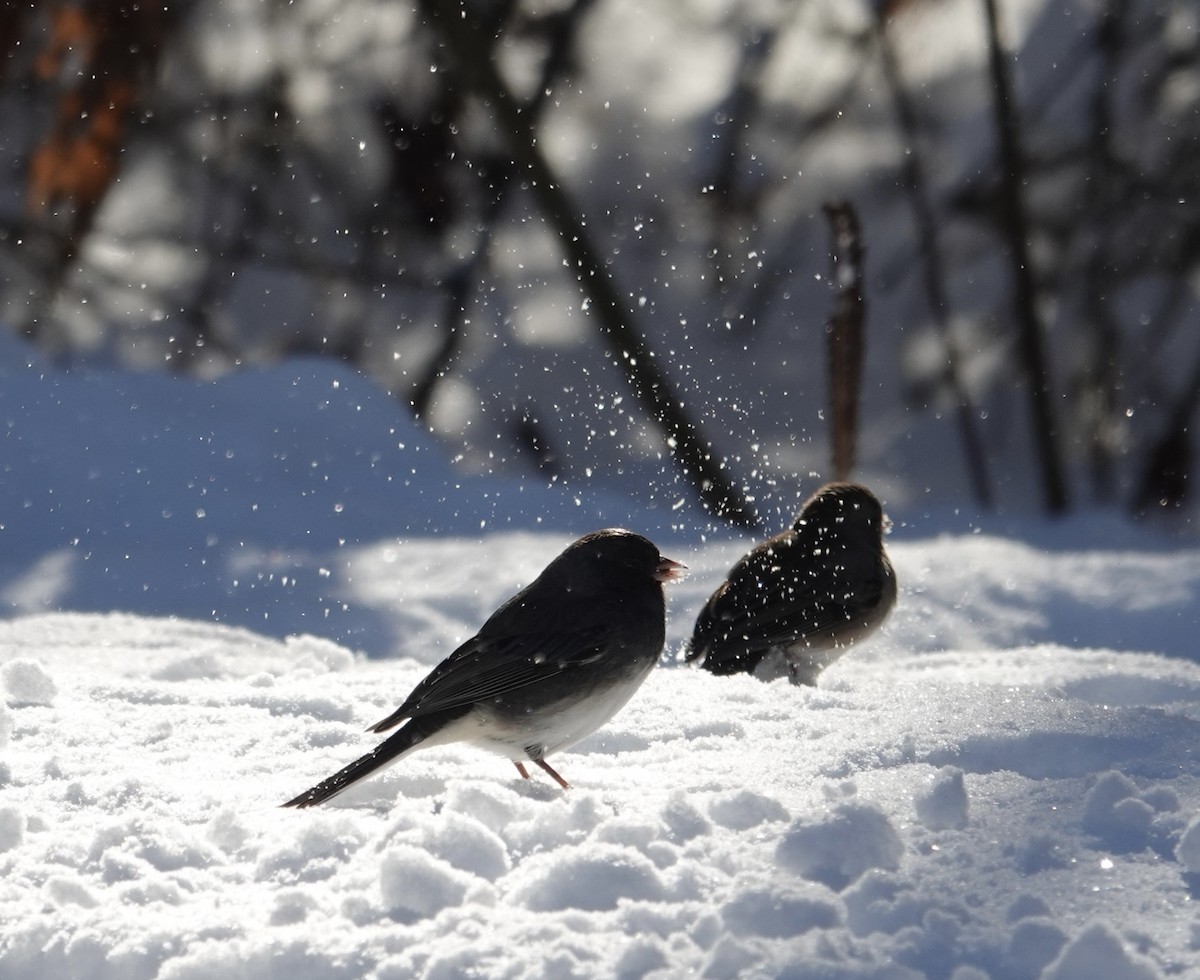 Junco Ojioscuro - ML646929154
