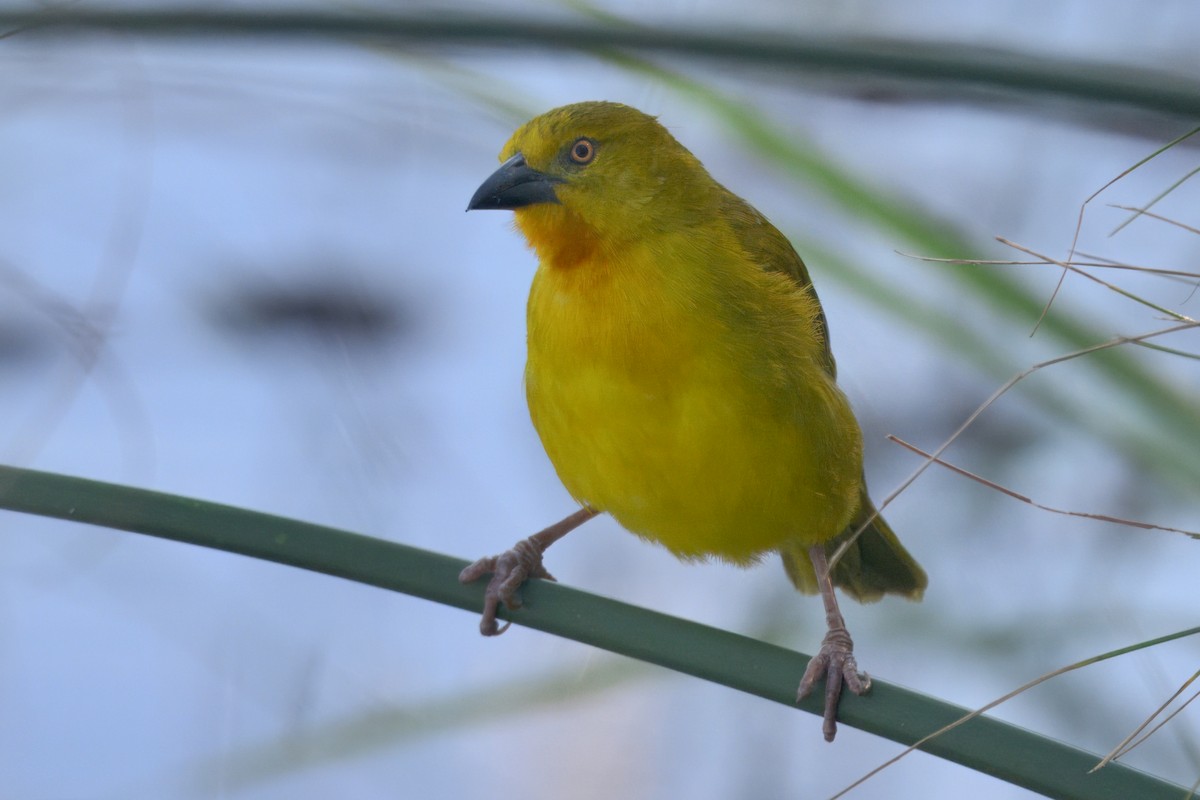 Holub's Golden-Weaver - ML646929155