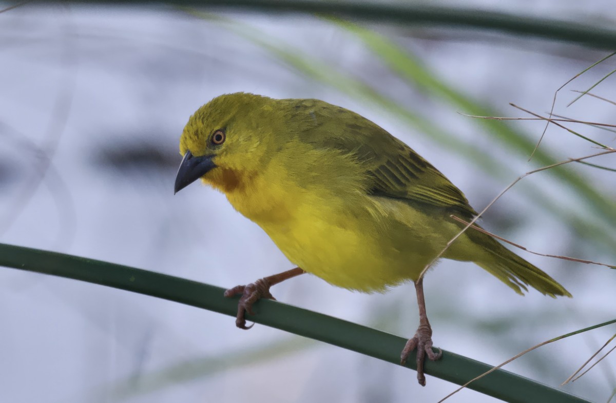 Holub's Golden-Weaver - ML646929157