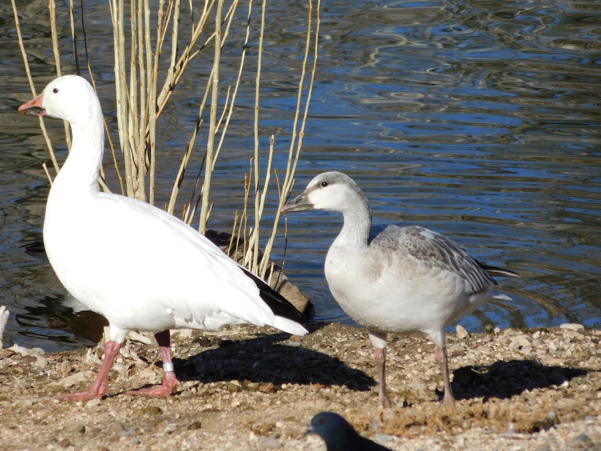 Snow Goose - ML646929160