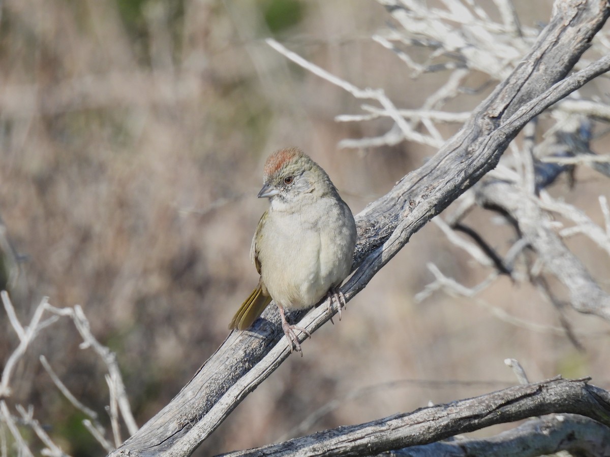 ミドリトウヒチョウ - ML646929161