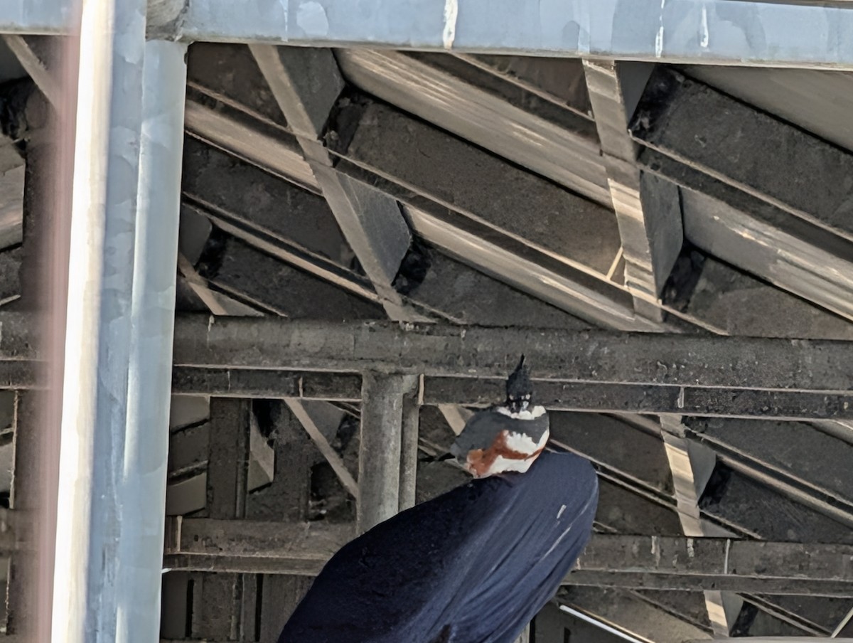 Belted Kingfisher - ML646929163