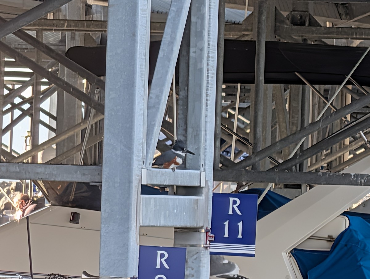 Belted Kingfisher - ML646929164