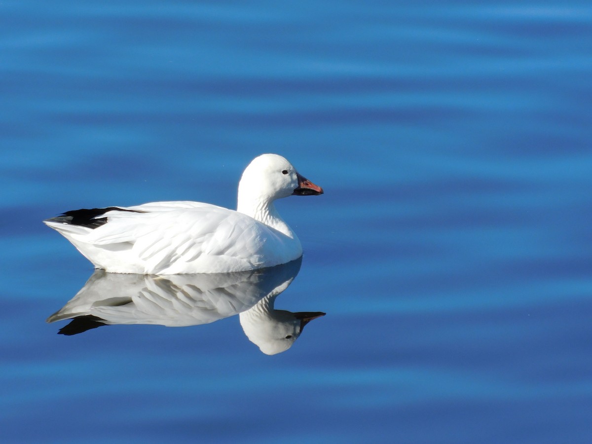 Snow Goose - ML646929167