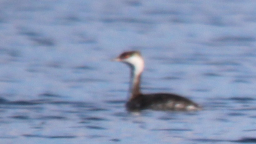 Horned Grebe - ML646929169