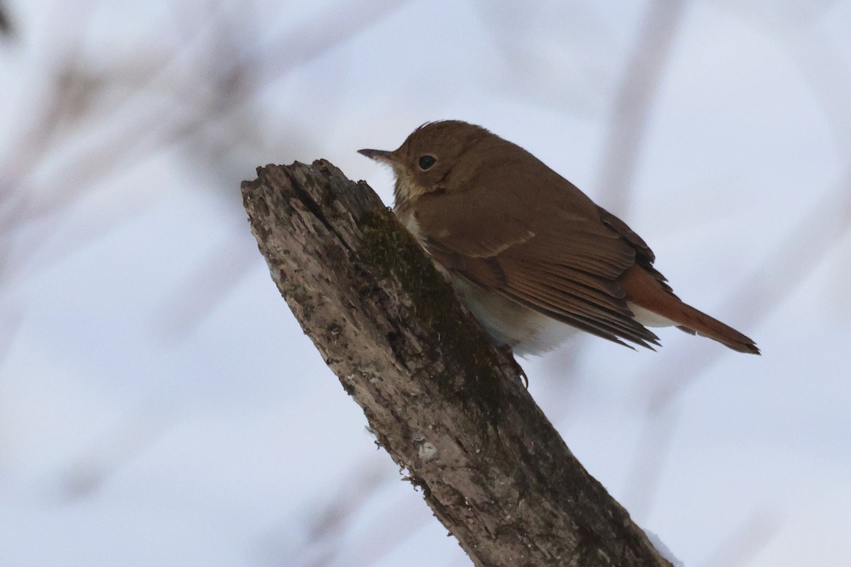 eremittskogtrost - ML646929173