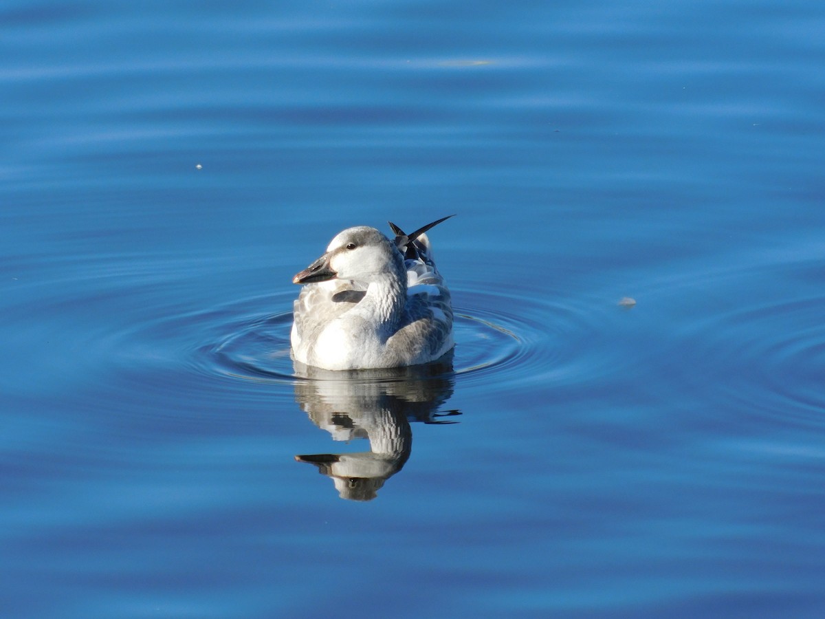 Snow Goose - ML646929181