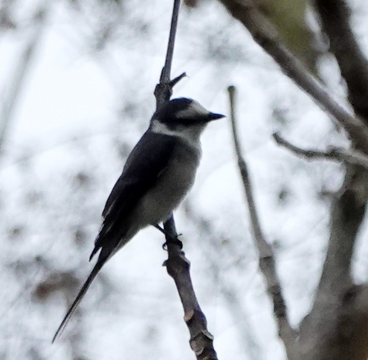 Minivet Ceniciento - ML646929183