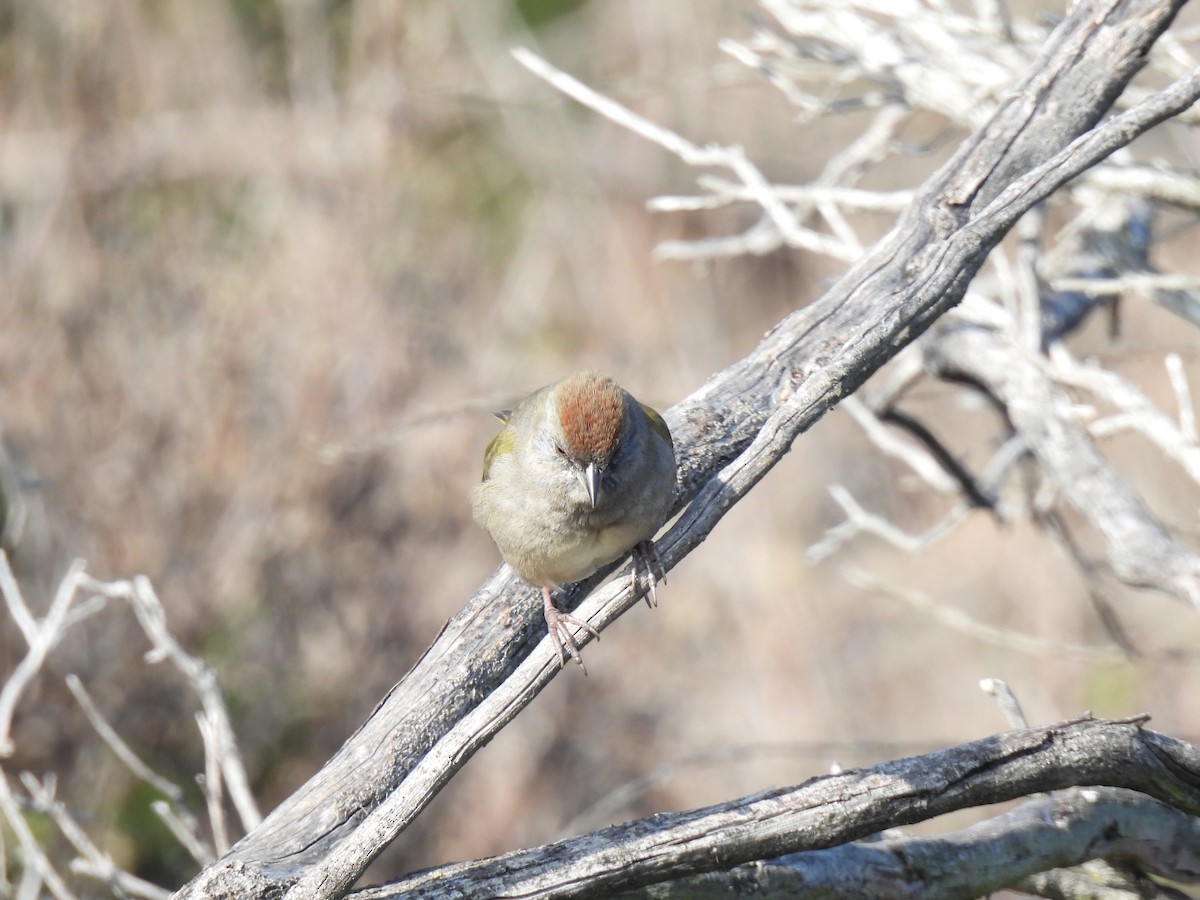 ミドリトウヒチョウ - ML646929184