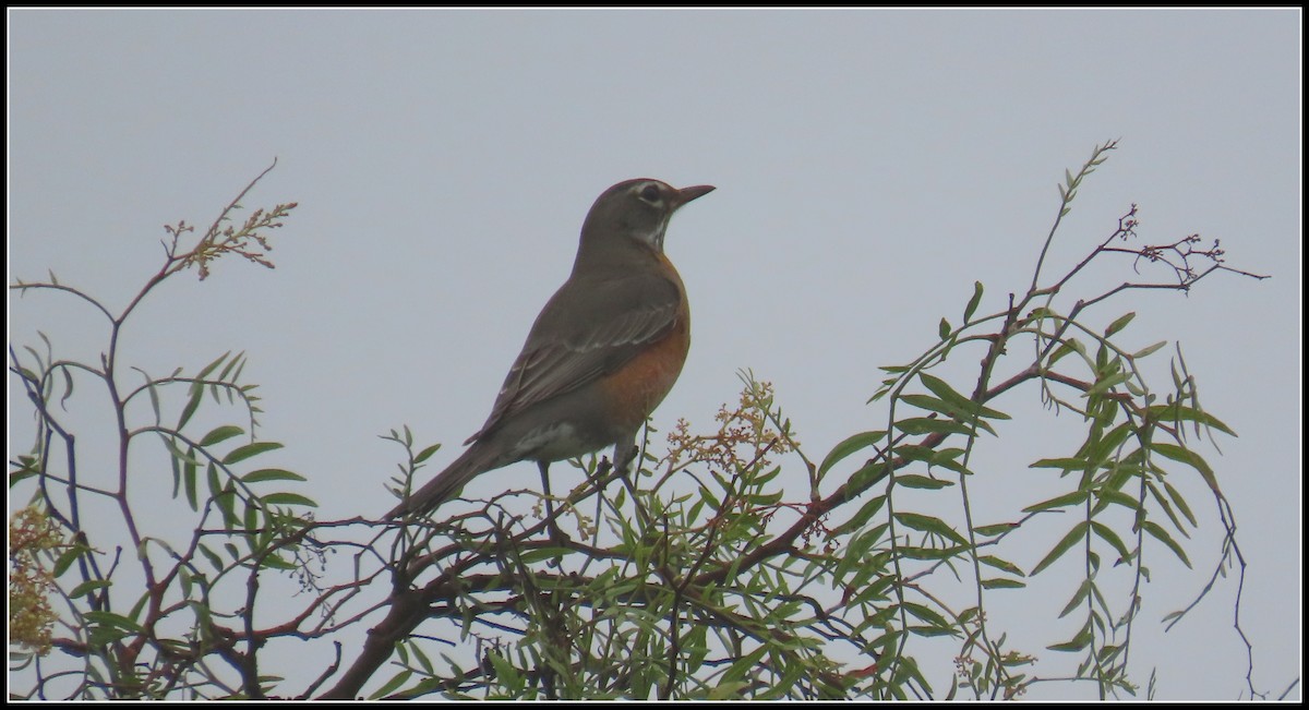 Дрізд мандрівний - ML646929187