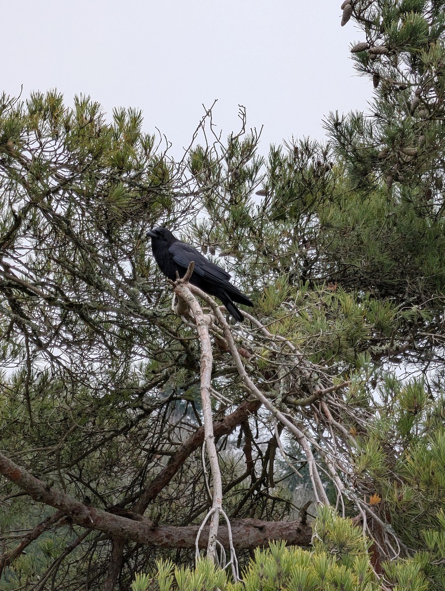 American Crow - ML646929191