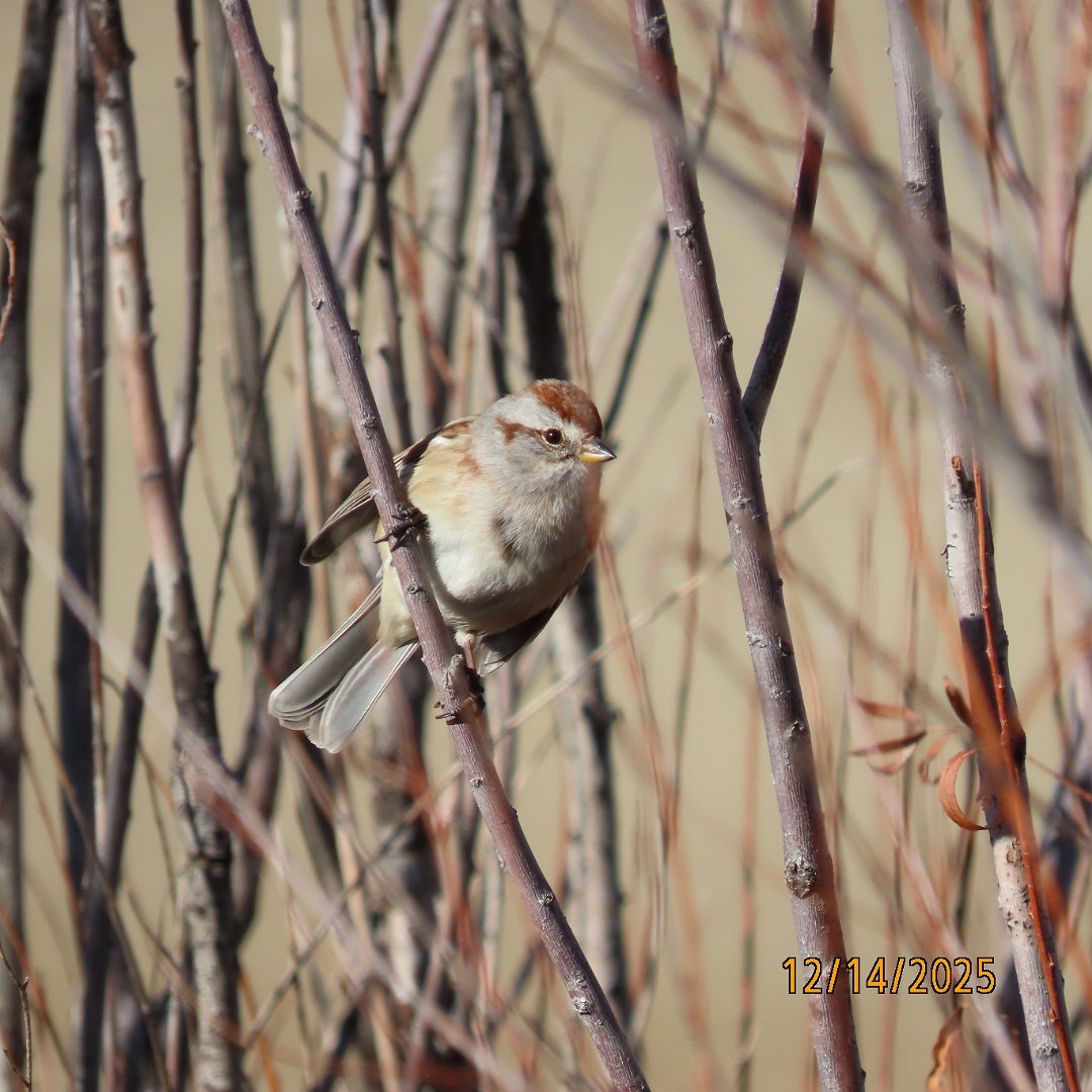 bjørkespurv - ML646929193