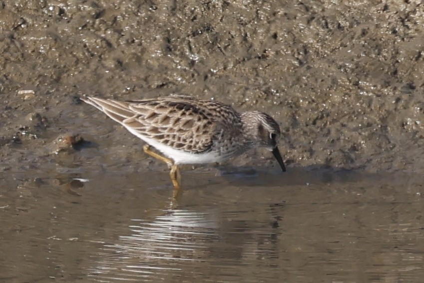 Cüce Kumkuşu - ML646929195