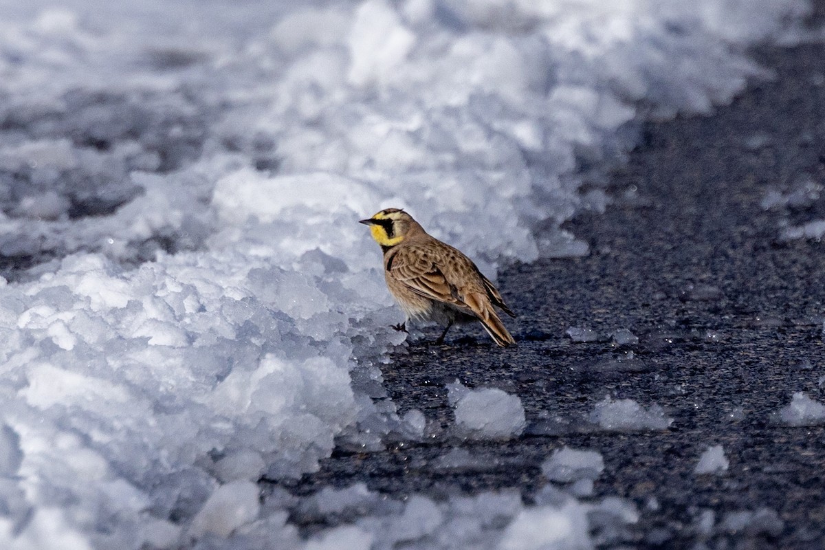 Horned Lark - ML646929196