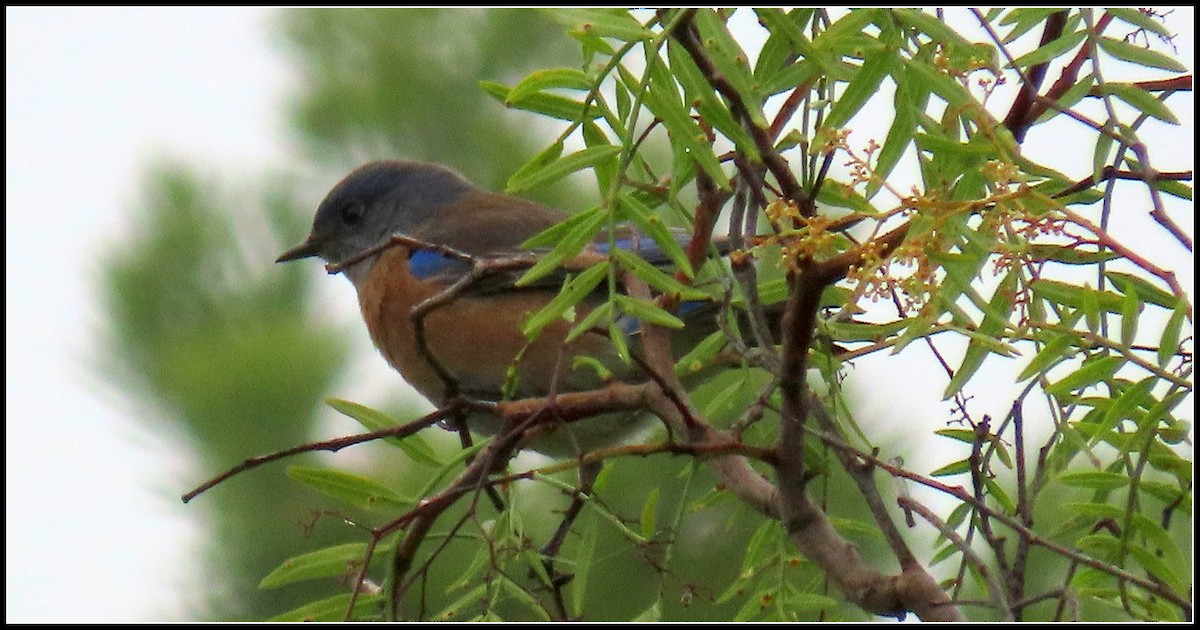 Блакитник західний - ML646929203