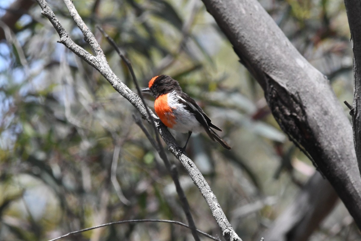 Red-capped Robin - ML646929211