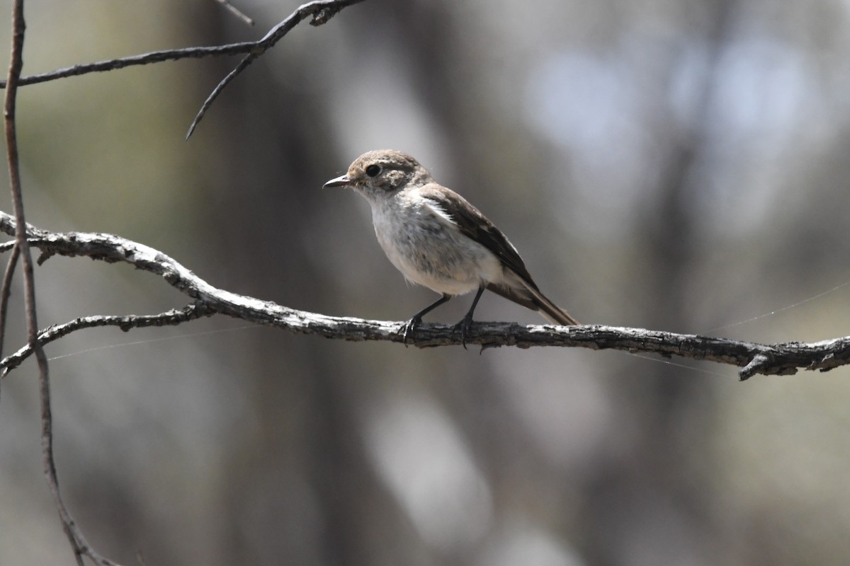 Red-capped Robin - ML646929212