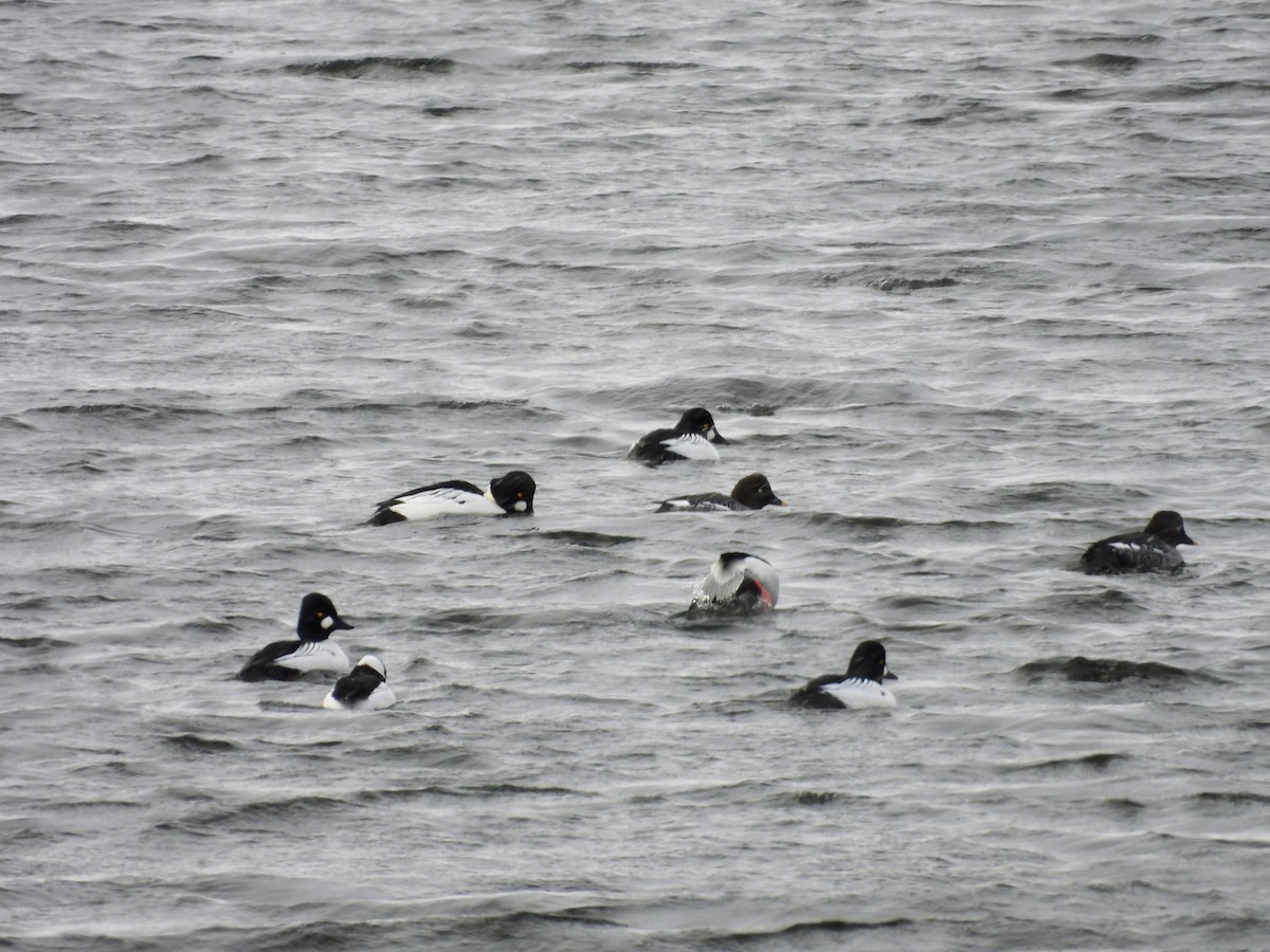 鵲鴨 - ML646929213