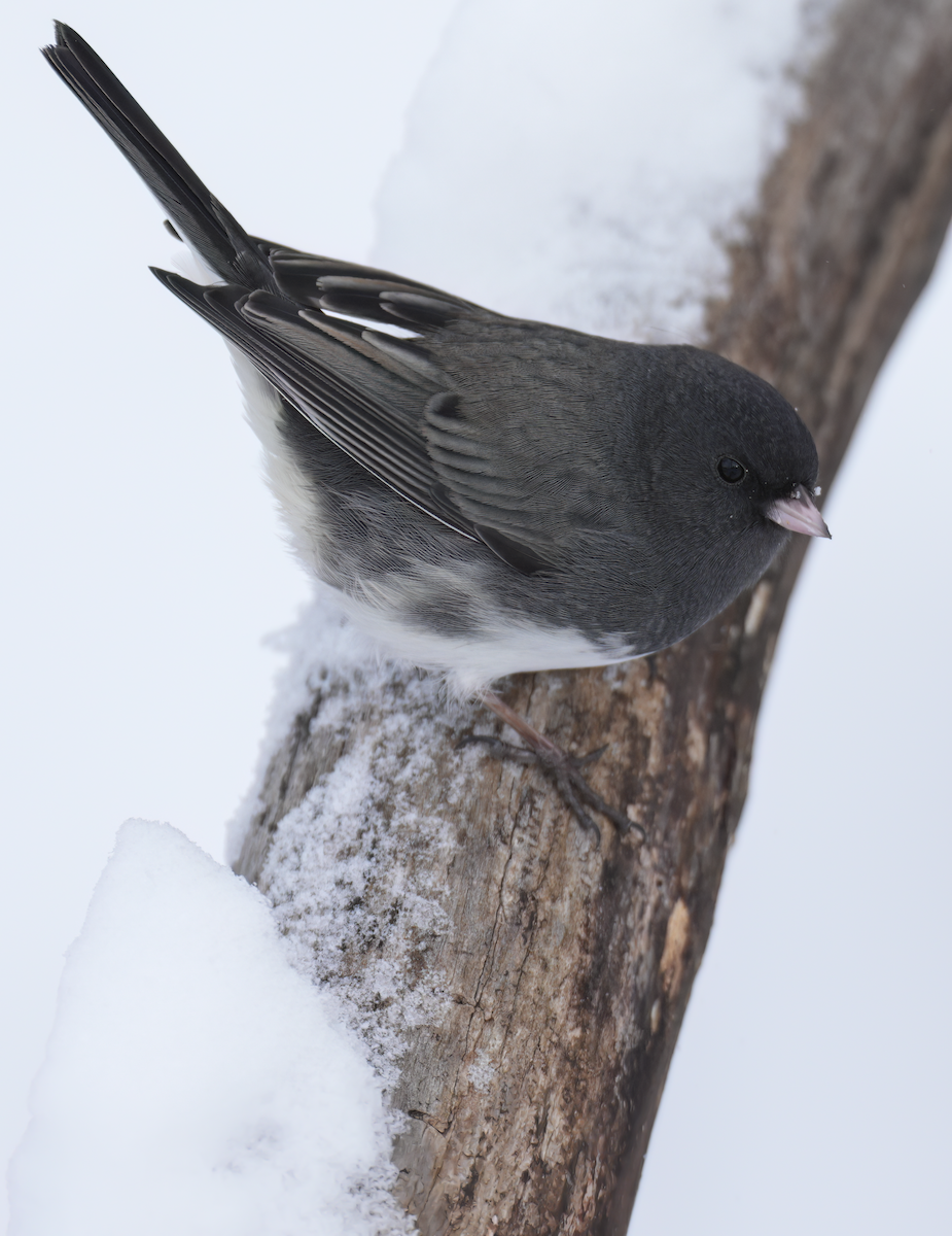 strnadec zimní - ML646929215