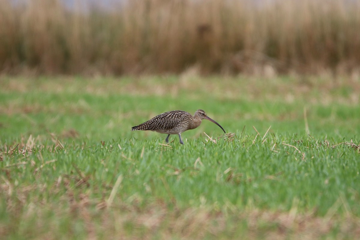 大杓鷸 - ML646929220