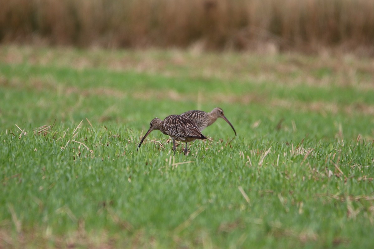 大杓鷸 - ML646929221