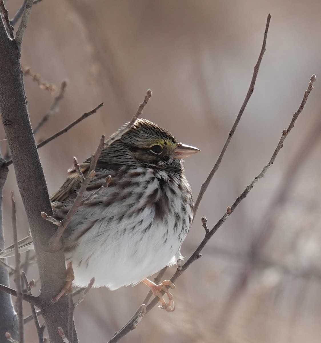 Chingolo Sabanero - ML646929222