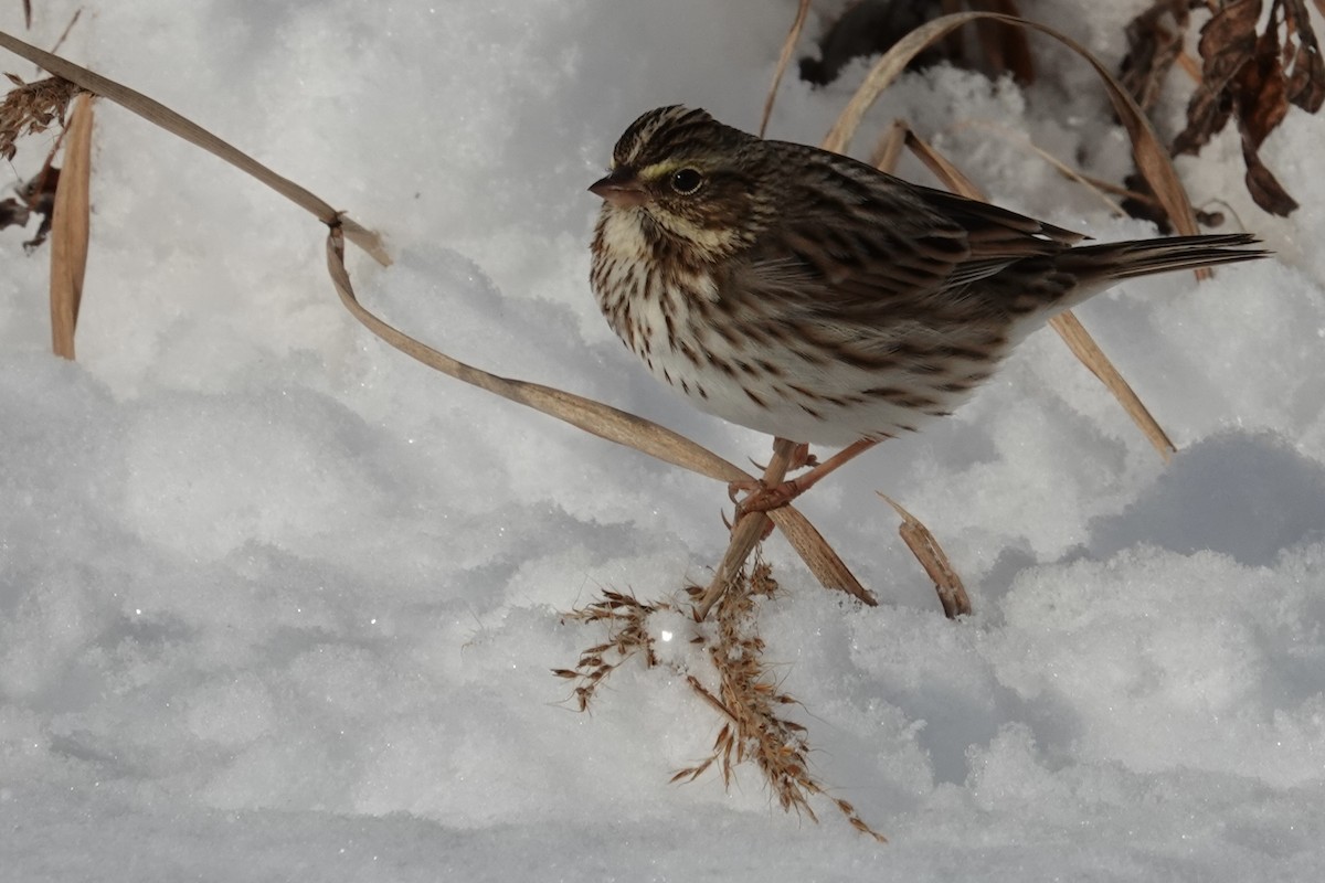 Chingolo Sabanero - ML646929223