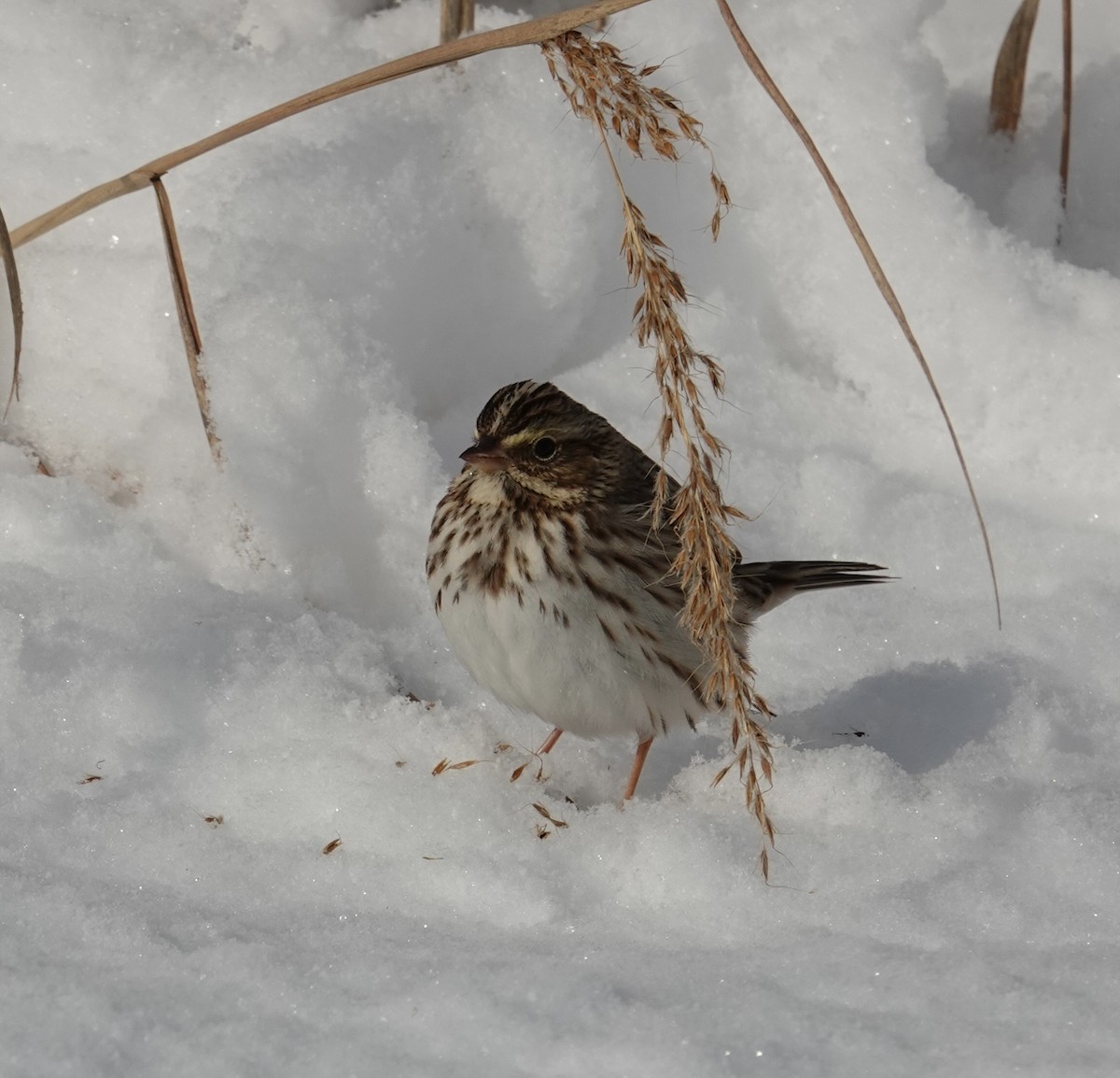 Chingolo Sabanero - ML646929224