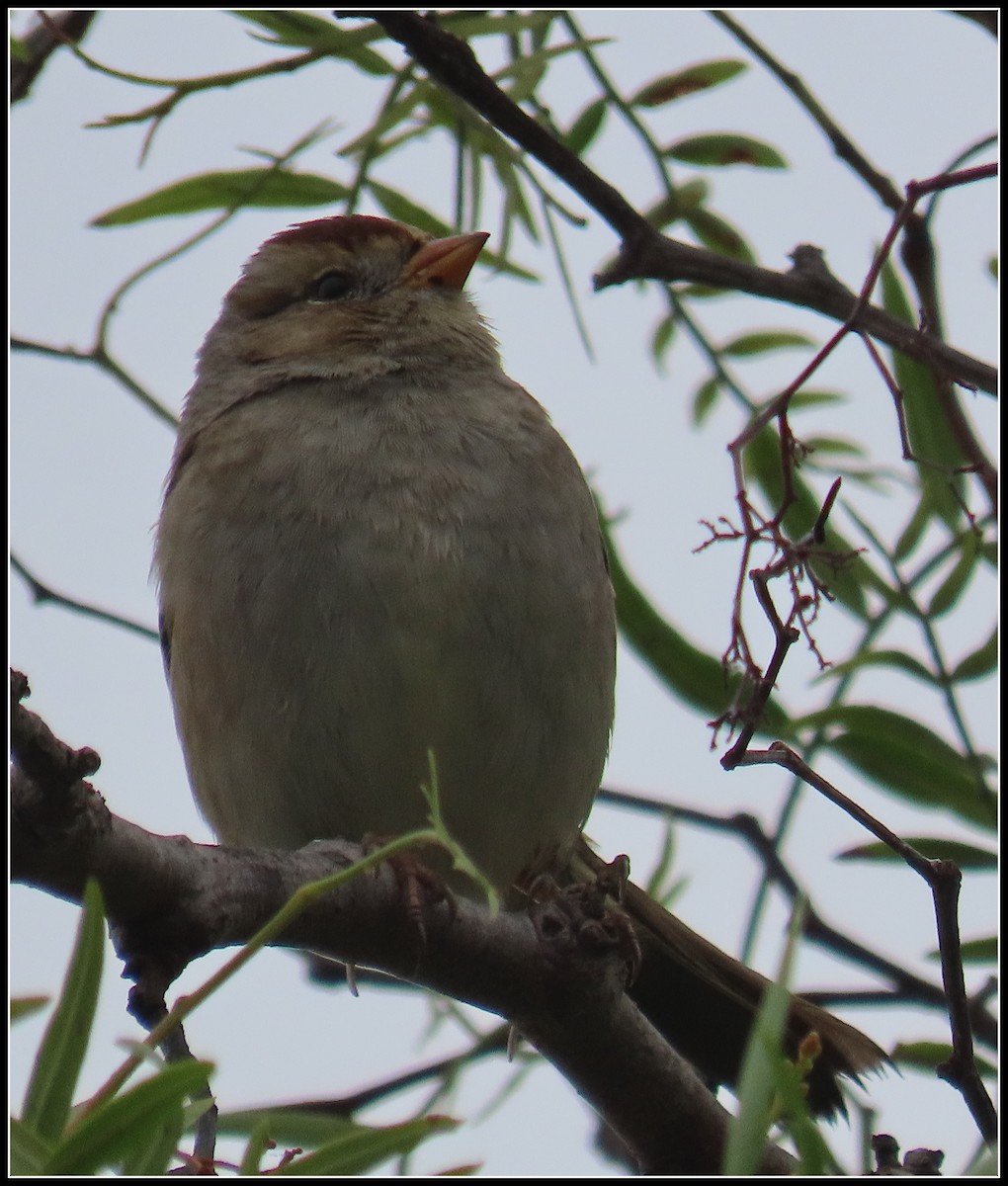 Бруант білобровий - ML646929225