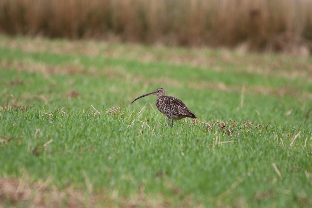 大杓鷸 - ML646929226