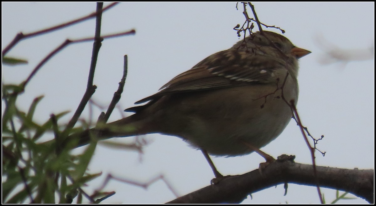 Бруант білобровий - ML646929227