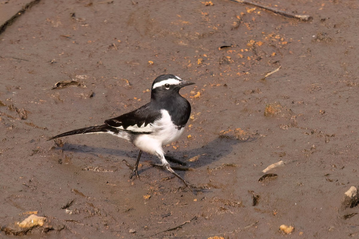 White-browed Wagtail - ML646929228