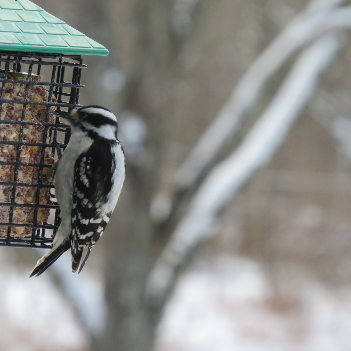 Downy Woodpecker - ML646929229