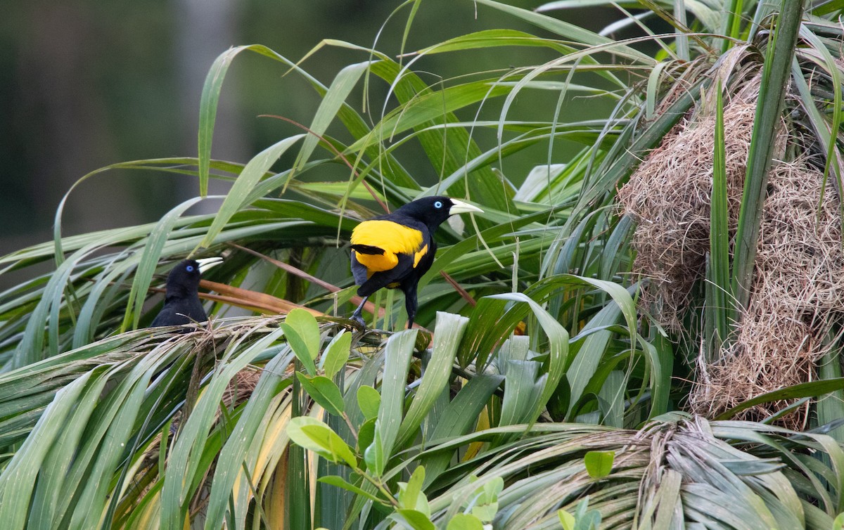 Yellow-rumped Cacique - ML646929230