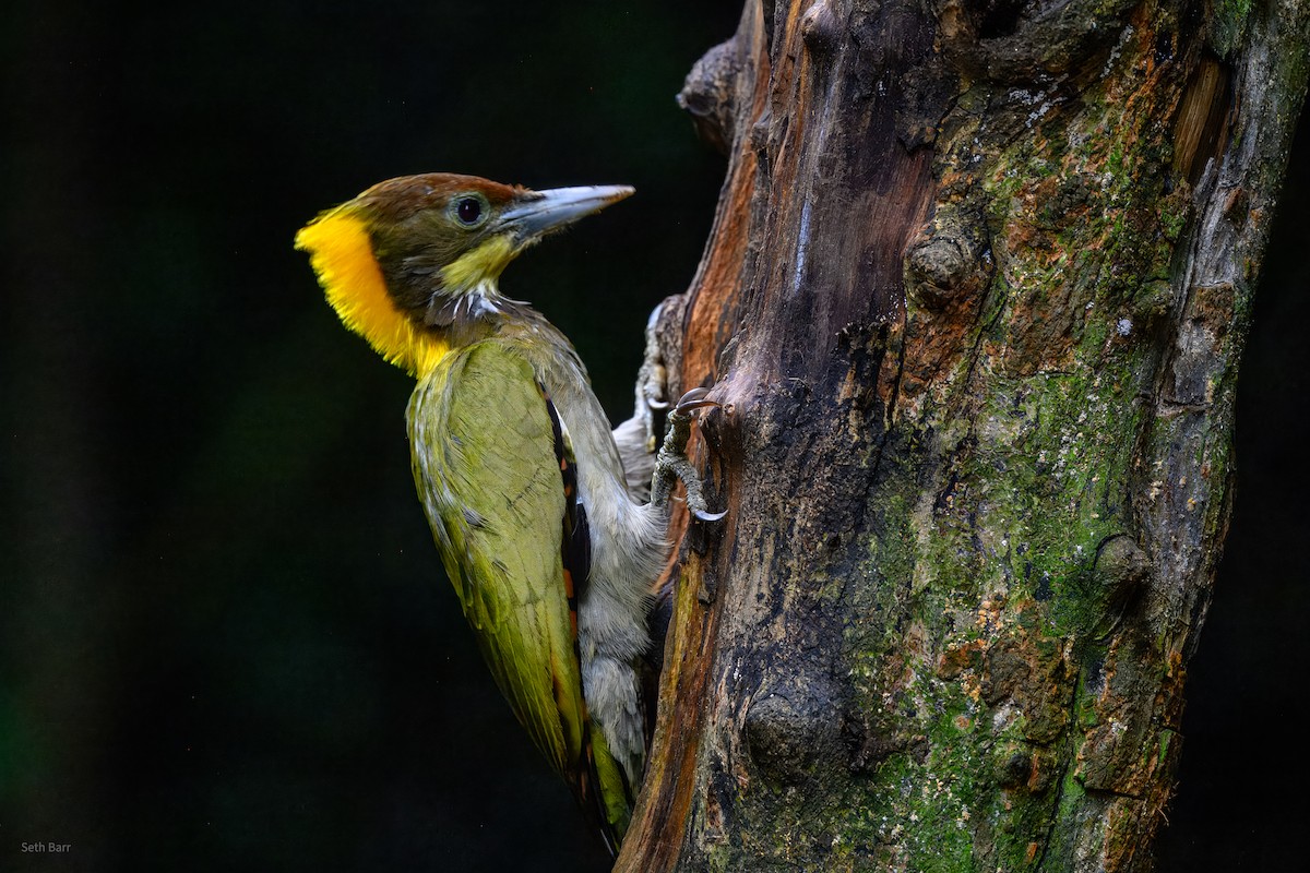 Pic à nuque jaune - ML646929231