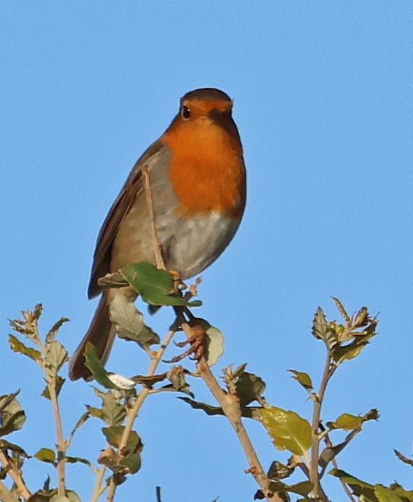 European Robin - ML646929232