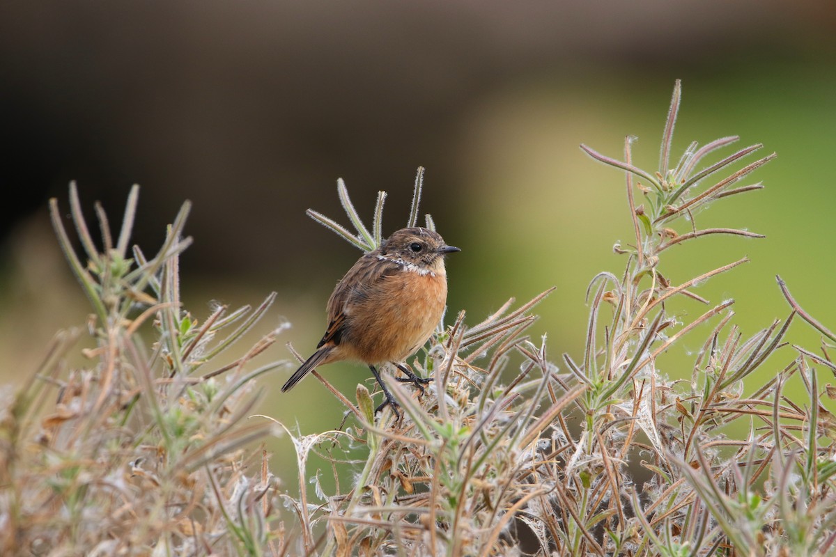 European Stonechat - ML646929233