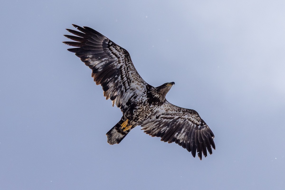 Bald Eagle - ML646929235