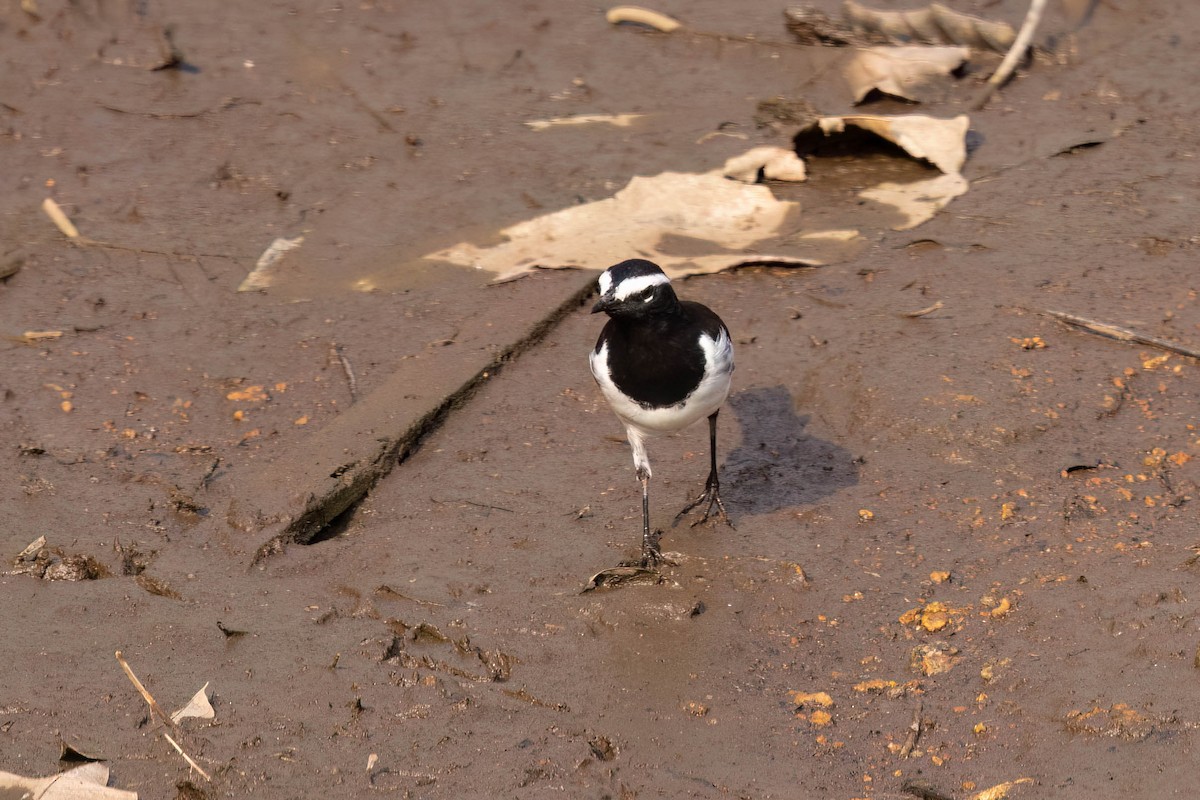 White-browed Wagtail - ML646929236