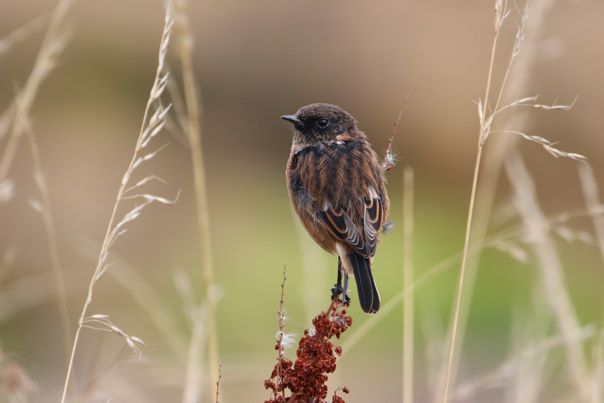 European Stonechat - ML646929237
