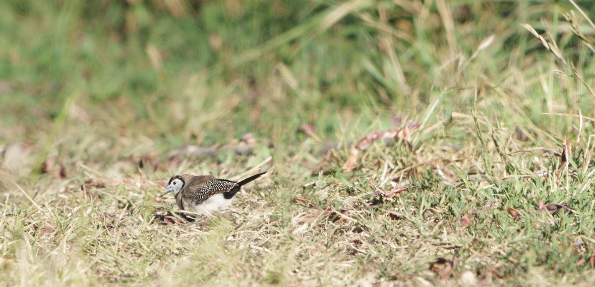 Baykuş İspinozu - ML646929239