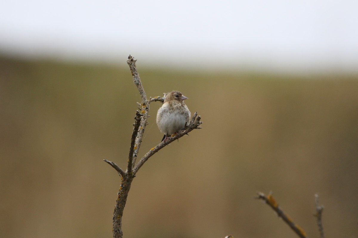 European Goldfinch - ML646929242