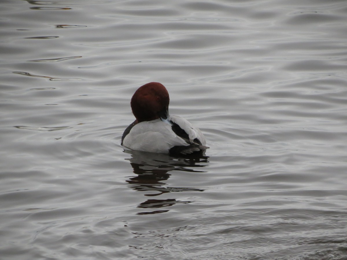 Common Pochard - ML646929243