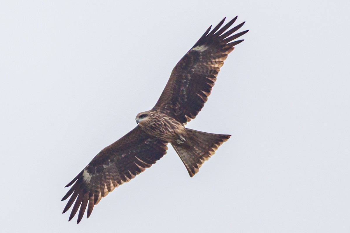 黑鳶 - ML646929244
