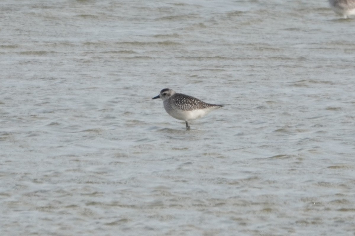 灰斑鴴 - ML646929245