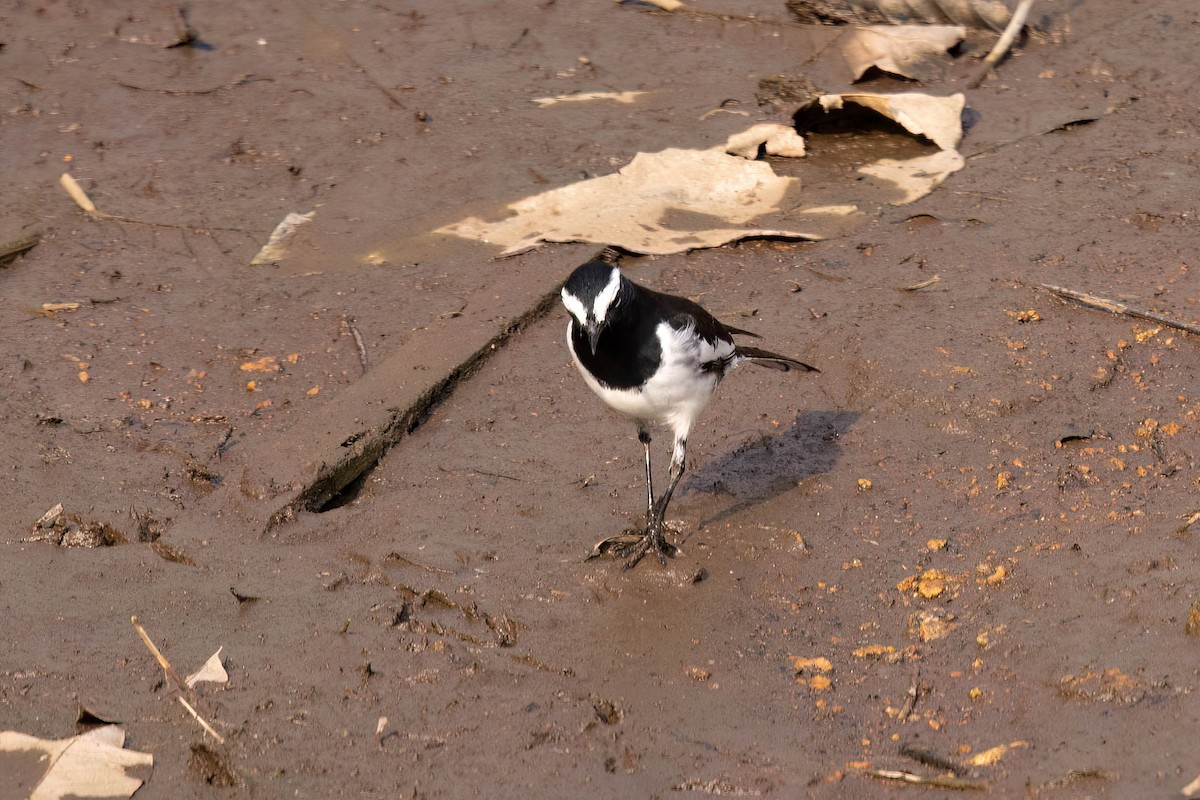 White-browed Wagtail - ML646929246