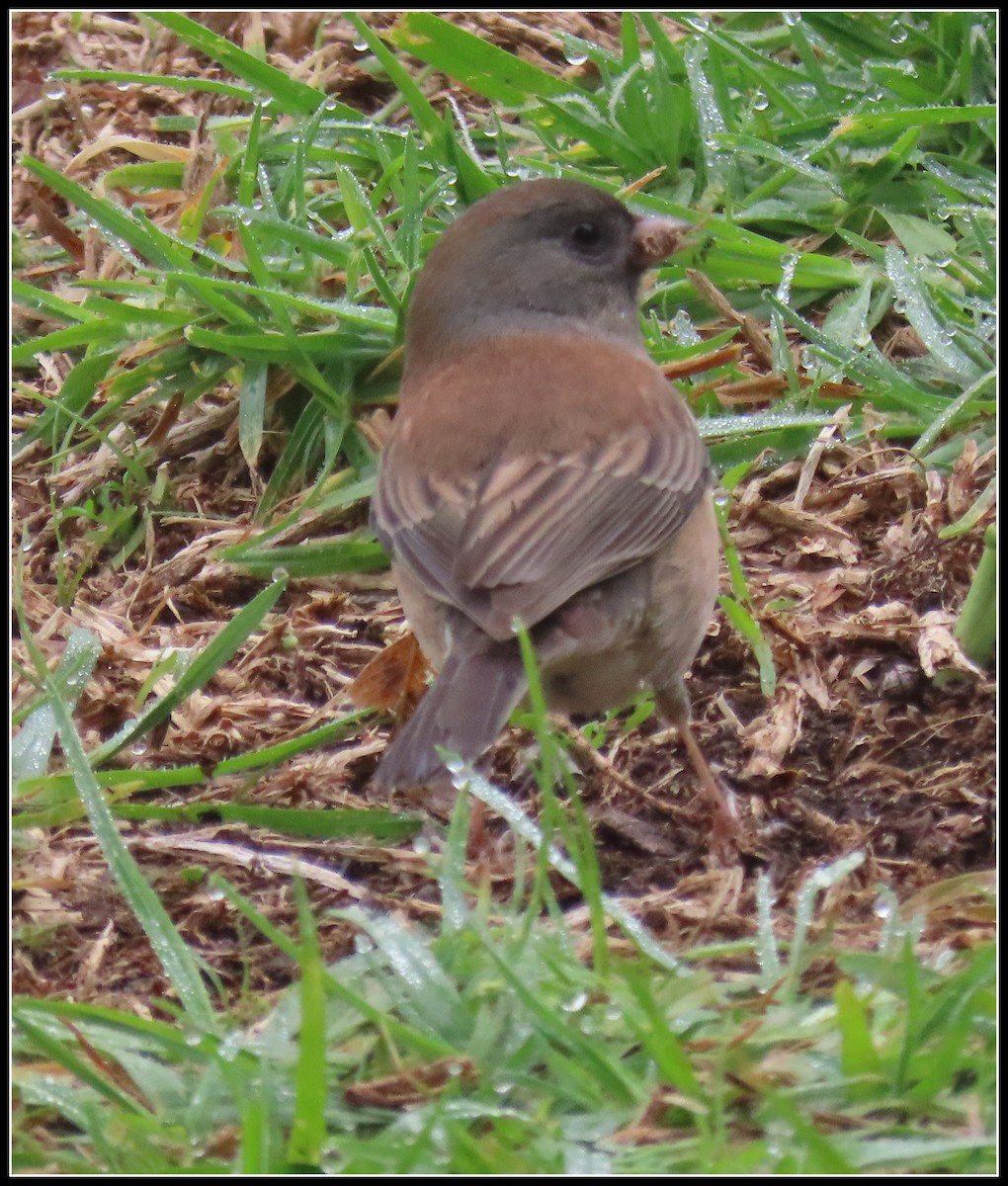 Dark-eyed Junco - ML646929247