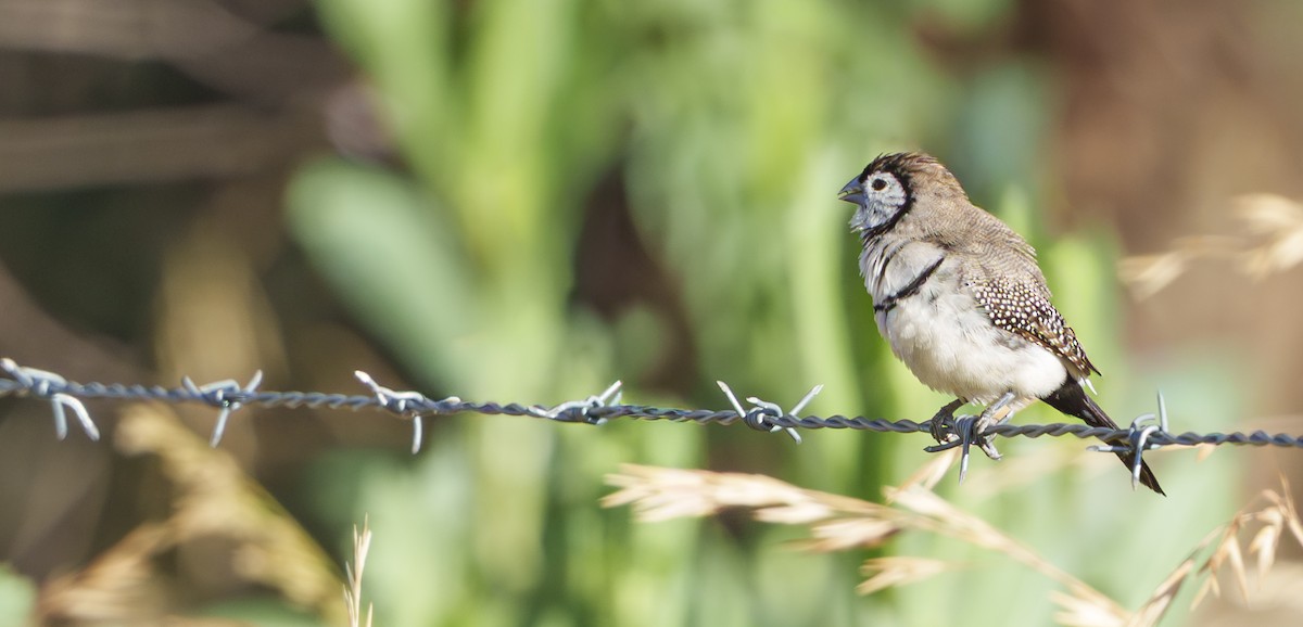Baykuş İspinozu - ML646929248